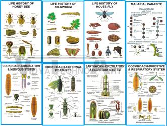 ZOOLOGY V